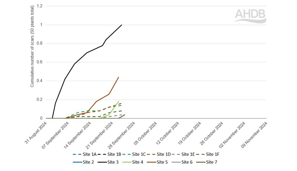 Cabbage stem flea beetle scar count data chart (26 September 2024)